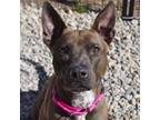 Adopt Mia 2 a American Staffordshire Terrier, Mixed Breed