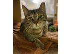 Adopt Tammy a Tabby