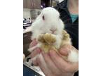 Adopt Newmans Own a Bunny Rabbit