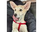 Adopt Athena, the benevolent goddess a Canaan Dog, Saluki