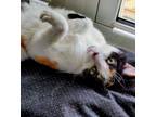 Adopt Poopy a Calico