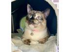 Adopt Chloe a Siamese, Tabby