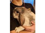 Adopt Angel a Lop Eared