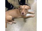 Adopt Roxanne a Black Mouth Cur, Mixed Breed