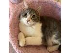 Adopt Scilly a Domestic Short Hair, Tabby
