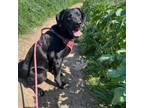 Adopt Lola a Labrador Retriever