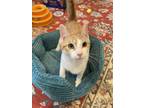 Adopt Maya a Domestic Short Hair