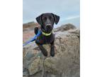 Adopt Makenzie a German Wirehaired Pointer, Labrador Retriever