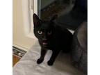 Adopt Icon a Domestic Short Hair