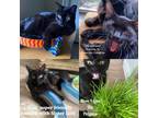 Adopt Black Kitties Text [phone removed] Call a Bombay