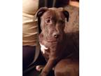 Adopt Sophie a American Bully