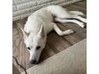 Adopt Dior a Siberian Husky