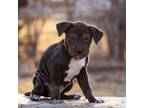 Adopt Murphy a Pit Bull Terrier