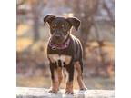 Adopt Kay a Shepherd, Pit Bull Terrier