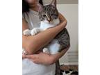 Adopt Clingy 10-month-old one-eyed kitten! a Domestic Short Hair
