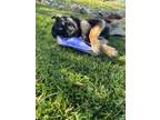 Adopt Jubilee a German Shepherd Dog