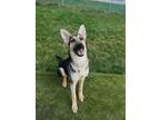 Adopt Skippy a German Shepherd Dog