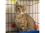 Adopt Ruby the radiant! a Domestic Short Hair