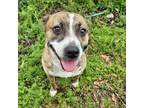 Adopt Dixie fka Brie a Pit Bull Terrier, American Staffordshire Terrier
