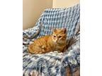 Adopt Alamea a American Shorthair, Tabby