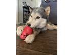 Adopt Xena a Siberian Husky