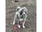 Adopt Cady Lee a Great Pyrenees, Australian Shepherd