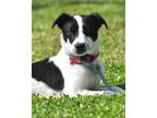 Adopt Capri a Jack Russell Terrier, Mixed Breed