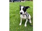 Adopt Hazel a Jack Russell Terrier, Mixed Breed