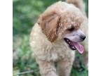 Shih Tzu Puppy for sale in Broxton, GA, USA