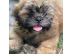 Shihtzu