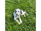 Dalmatian Puppy for sale in Sugarcreek, OH, USA