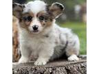 Pembroke Welsh Corgi Puppy for sale in Nashville, AR, USA