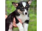 Pembroke Welsh Corgi Puppy for sale in Nashville, AR, USA