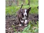 Border Collie Puppy for sale in Nashville, AR, USA