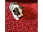 Boston Terrier Puppy for sale in Dayton, OH, USA