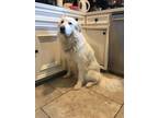 Adopt Winter a Great Pyrenees