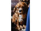 Adopt Cali a Cavalier King Charles Spaniel