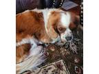 Adopt Cindy a Cavalier King Charles Spaniel