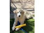 Adopt Odessa a Great Pyrenees
