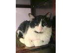 Adopt Tully a Domestic Short Hair