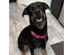 Adopt Cleo a Rottweiler