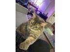 Adopt Abby a Maine Coon