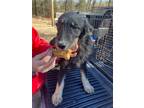 Adopt Nala a Shepherd