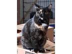 Adopt Tarina a Tortoiseshell