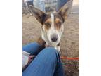 Adopt Emerald a Border Collie