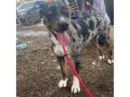 Adopt Saphire a Catahoula Leopard Dog