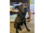 Adopt Peaches a Black Labrador Retriever