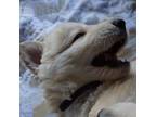 Adopt White Puppy 5 a German Shepherd Dog