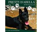 Adopt Isabella a Black Labrador Retriever