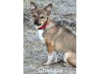 Adopt Chalupa a Rat Terrier, Terrier